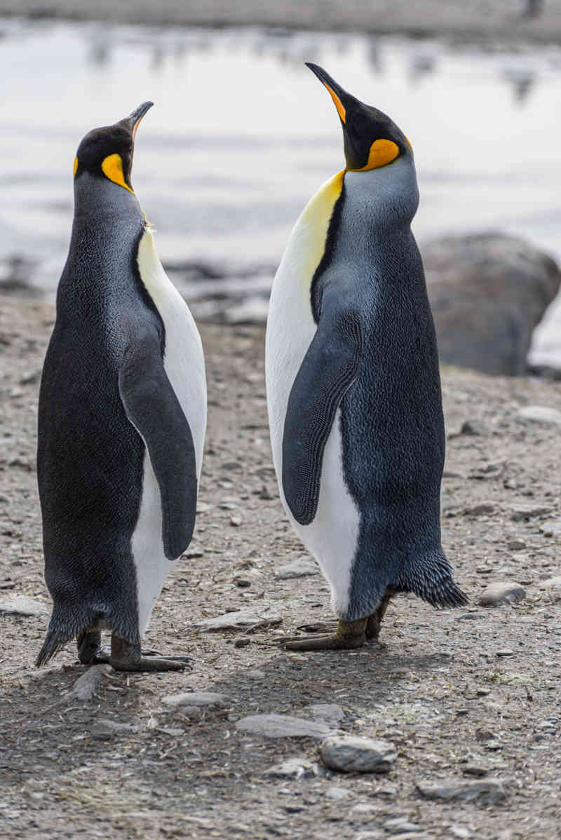 Pingüino Rey - islas Georgias del Sur 080.jpg